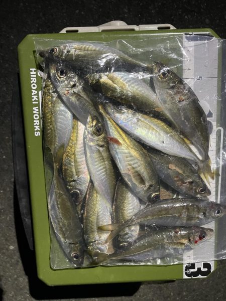 本日もアジング