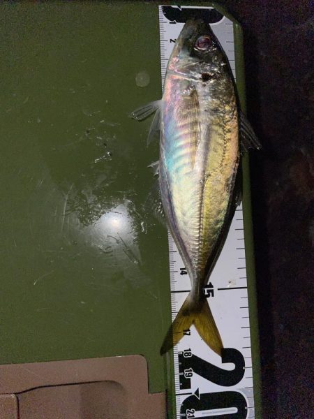 本日もアジング調査