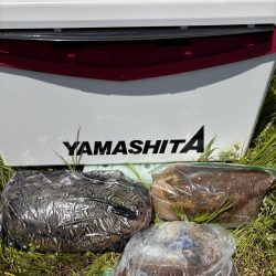 春のエギングシーズン