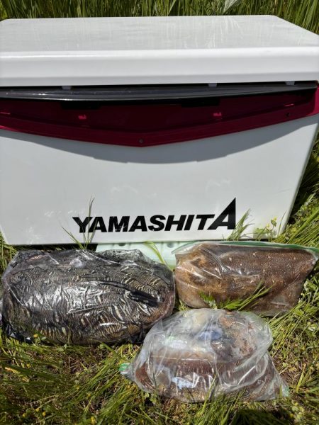 春のエギングシーズン