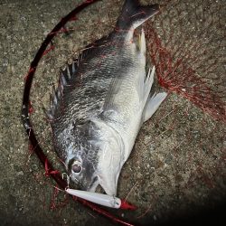 シーバス渋いー