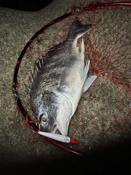 シーバス渋いー