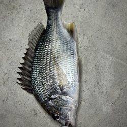 落とし込みチヌ