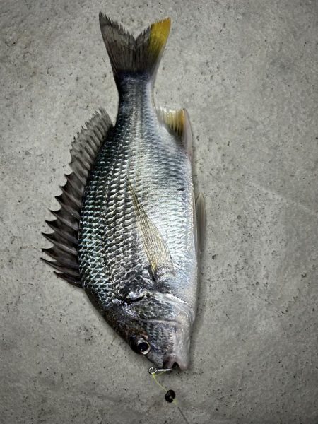 落とし込みチヌ