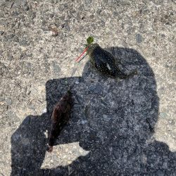 初夏の癒しのがっしー