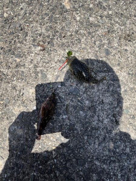 初夏の癒しのがっしー