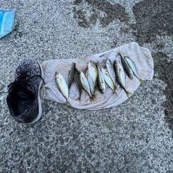 久しぶりのアジ