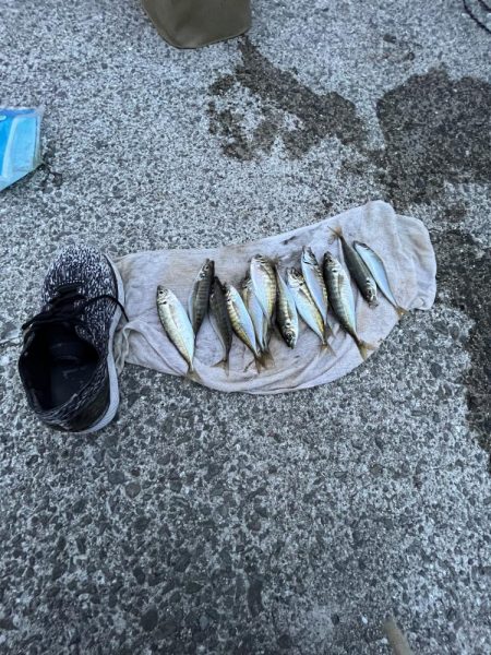 久しぶりのアジ