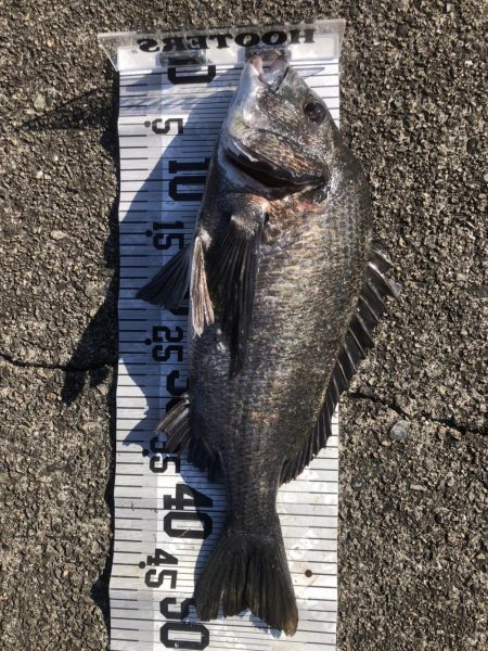 年無し10匹‼️