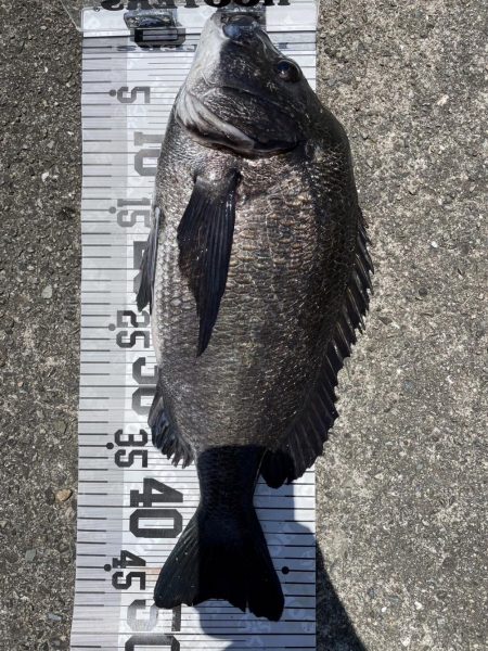 イチノ兄弟、釣果!