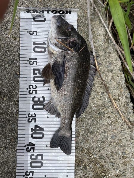 イチノ兄弟、釣果!