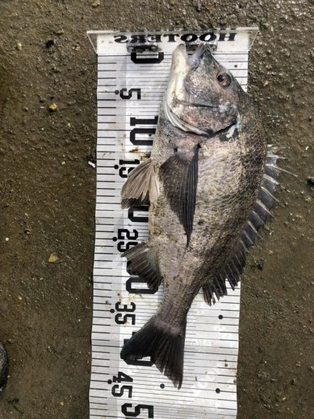 イチノ兄弟、釣果!