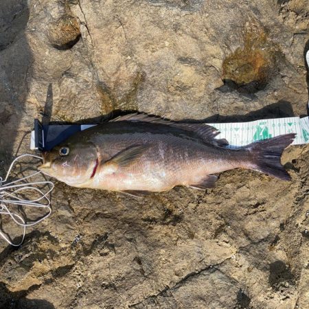 磯ヒラスズキ釣行