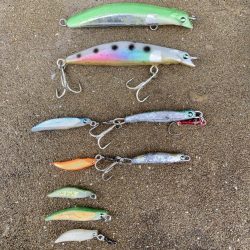 安全確保の磯ヒラスズキ