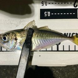 アジングイベント04