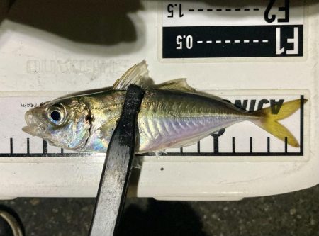 アジングイベント04