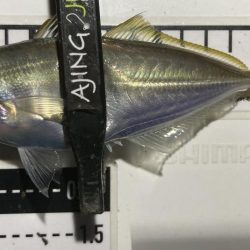 アジングイベント06