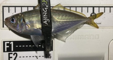 アジングイベント06