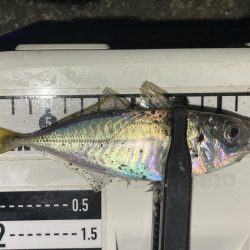 アジングイベント09