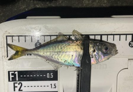 アジングイベント09