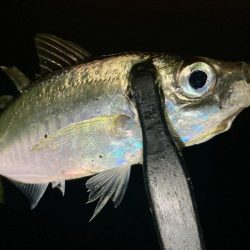 アジングイベント11