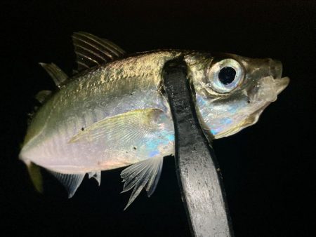 アジングイベント11