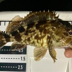 アジングイベント12