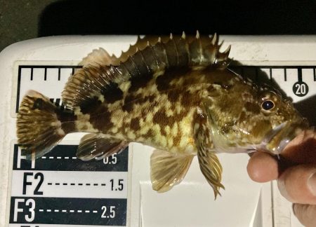 アジングイベント12