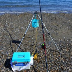 キス釣り　渋い