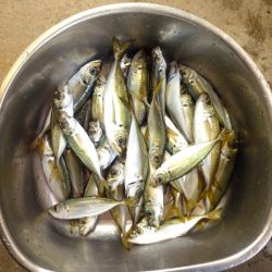 2024、5/16~17日の深夜から翌朝までのサビキ釣り