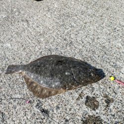 イシガレイ上がる！！噴火湾カレイがピーク！！