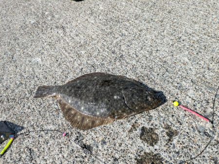 イシガレイ上がる！！噴火湾カレイがピーク！！