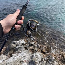 竹野にてフラットフィッシュ