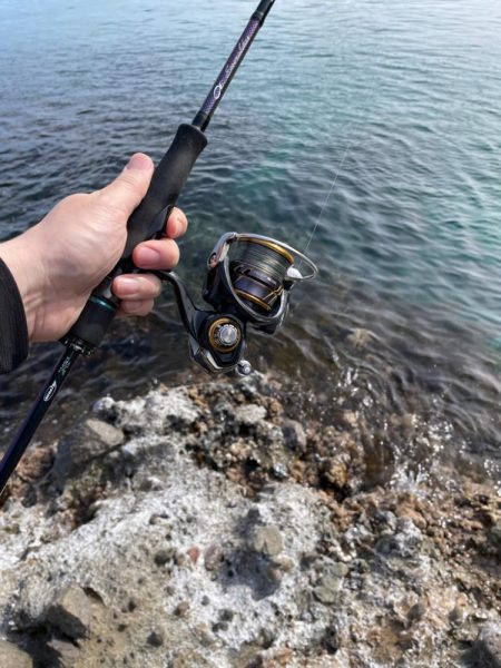 竹野にてフラットフィッシュ