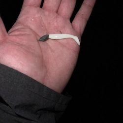 ミドル？ライトゲームでキジハタを