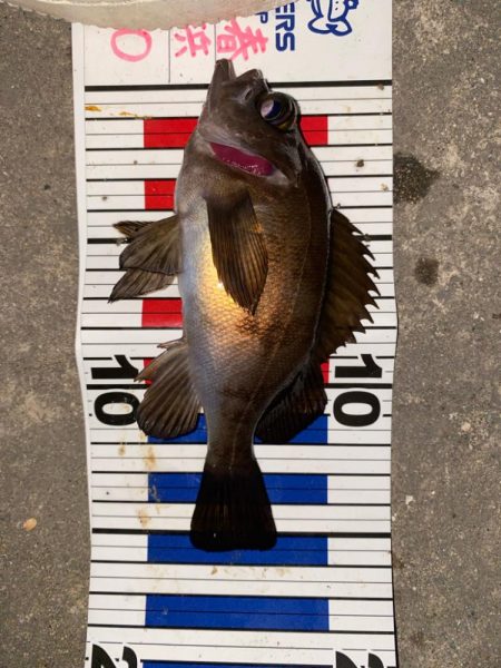 メバリング上向き？