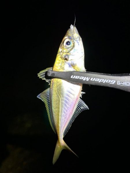 メバルを求めてテトラをランガン