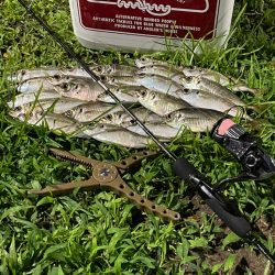 ジグ単de〜アジング♪強風一時微風