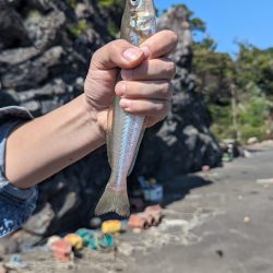 カサゴ キス釣り