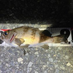 メバリングイベントだとー?