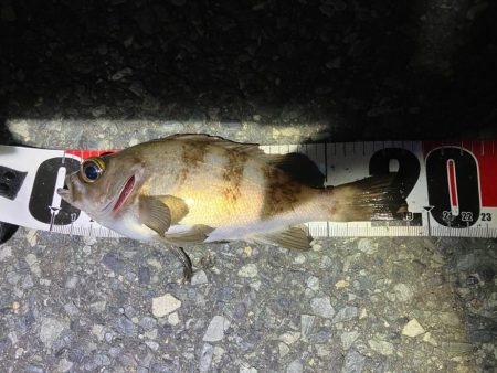 メバリングイベントだとー?