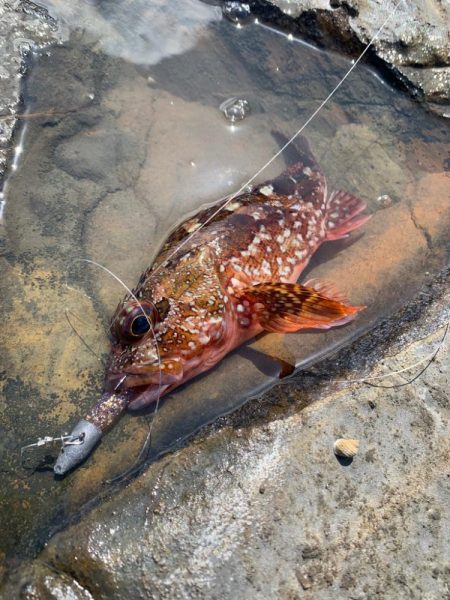地磯釣行