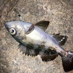 メバルプラッキング