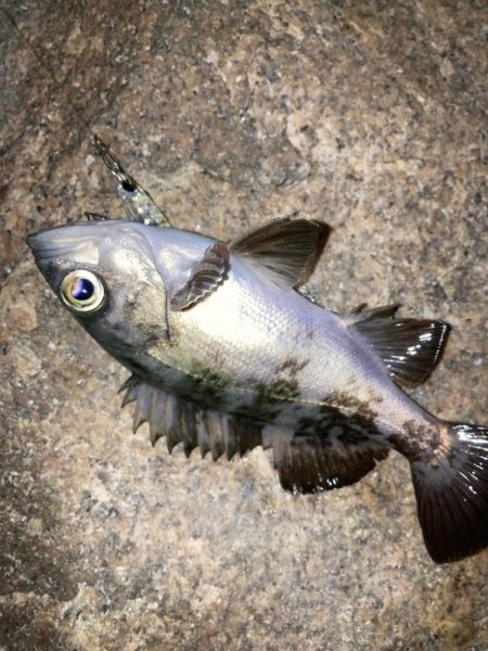 メバルプラッキング