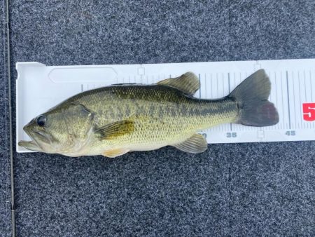 1日ボート釣行！