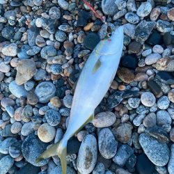 ヒラメ、真鯛等四目達成