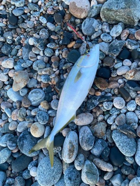 ヒラメ、真鯛等四目達成