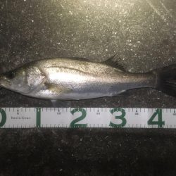 最後のテクトロでシーバス