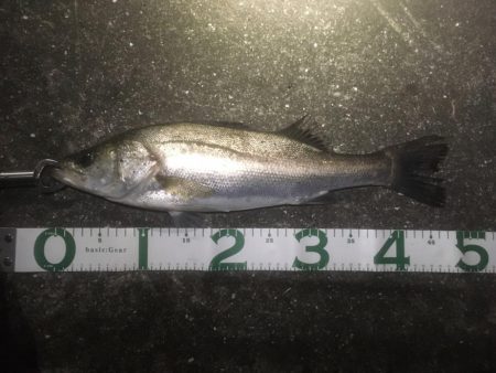 最後のテクトロでシーバス