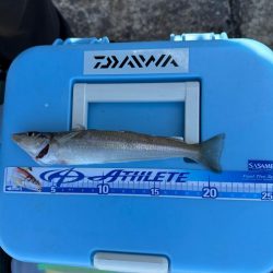 キス、アジ釣り、五目釣り